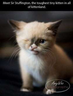 forkinthestone:  221cbakerstreet:  CUTE SMALL PIRATE CAT FRIEND