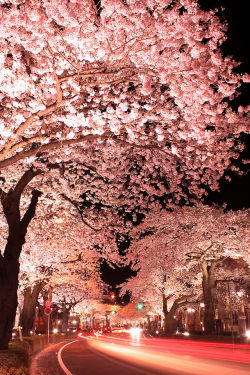 f-l-e-u-r-d-e-l-y-s:  Long exposures photos of “Japan cherry