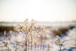 timefliestoday:  Wintertime Love to Be by *December Sun on Flickr.