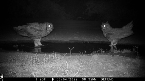trailcams:  source