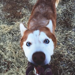 adventure-sq:  dkingsphotography:  Eevee The Husky  how cute!!!