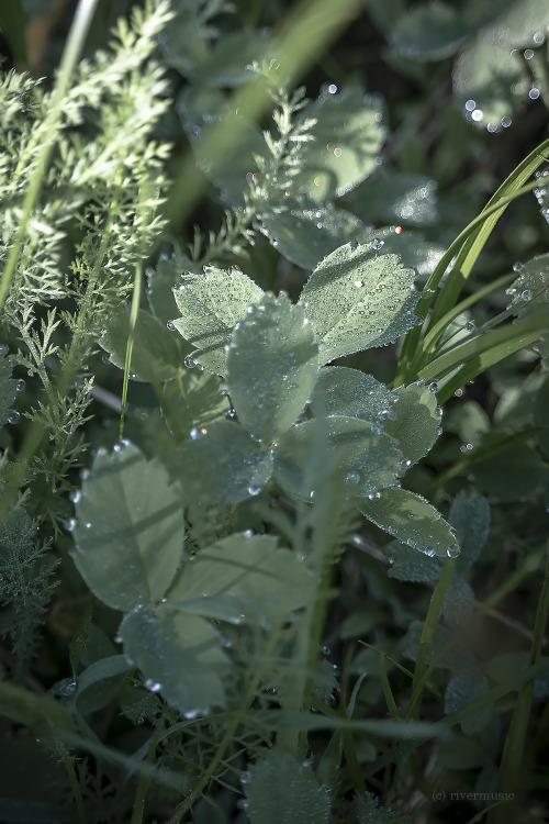 riverwindphotography:  In Wild Gardens: Wild strawberry and yarrow©