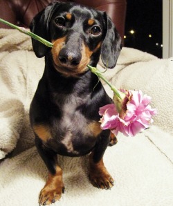thecutestofthecute:  Here are some adorable dogs holding flowers.