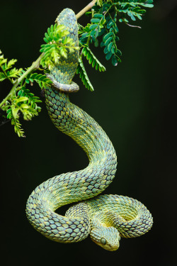 nature-planet:  Variable Bushviper | Roger de la Harpe 