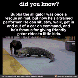 did-you-kno:  Bubba the alligator was once a  rescue animal,