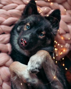 atraversso:  Siberian Huskies by Thehuskyjoey  Please don’t
