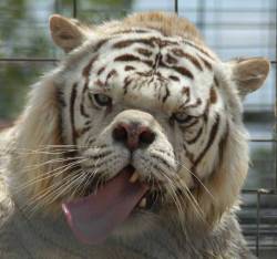 sixpenceee:  KENNY: THE INBRED TIGER WITH “DOWN SYNDROME”