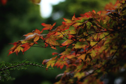 garettphotography: The First Signs of Autumn in England | GarettPhotography