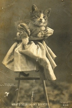 peashooter85:  Kitten in a highchair, 19th century.  Excellent