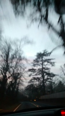 lushplant:  evening car journeys are the best, especially when