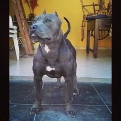 Talk about #beautiful #pit #dog #pet #awesome #instaphoto