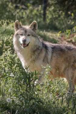 wolfsheart-blog:    Male Mexican Grey Wolf.Photo by palmerb16