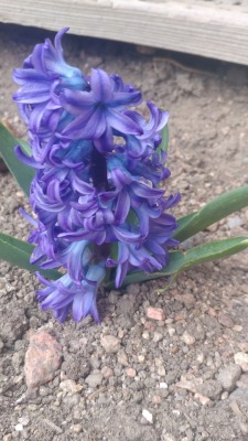 The other hyacinth that bloomed.