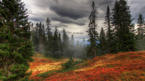 wanderingredleaves:  Burtn  