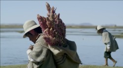 fyeahecuador:  sursimone:  Cosecha de Quinoa. Chenopodium Quinoa