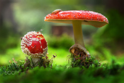 euph0r14:  nature | Toadstools II | by Nikkorwolf | http://ift.tt/1SmYdk5