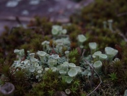 planetvalium:  lichen 