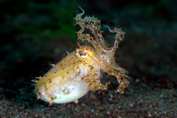cephalopodsgonewild:  little cuttlefish (by edpdiver)