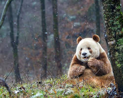 awwww-cute:  Qizai, the only brown panda in the world. (Source: