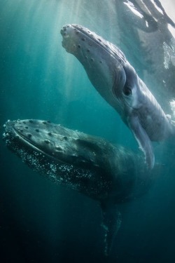 wolverxne:  Proud Humpback Whale mother and her calf | by: {