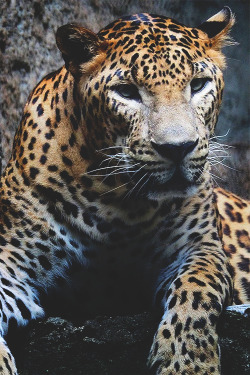wearevanity:  Leopard © 