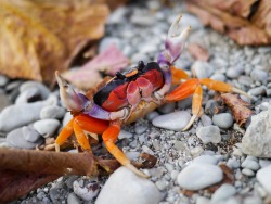 realmonstrosities:  The Halloween Crab heeded the call! These