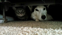 worldofthecutestcuties:  Heard a loud noise and went to check.