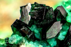 underthescopemin:  Brochantite, Chrysocolla Nice aggregate of