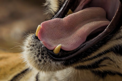 sixpenceee:  A tiger’s tongue is very coarse. It can lick flesh