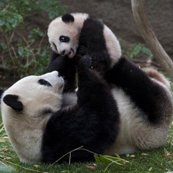 Cuddle time! #panda #cute #instagood #likeforlike #pandabear