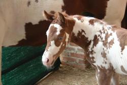 showgirlglitz:  filly by Especial Diamond I like my paints LOUD!