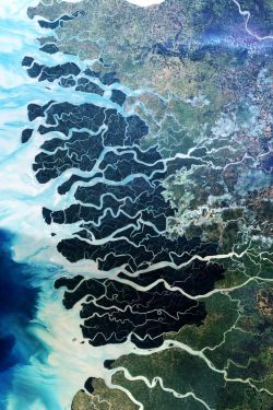 bojrk:  The Sundarbans is the largest single block of tidal halophytic