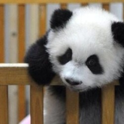 Hey, you there, would you mind taking me off this crib? #panda