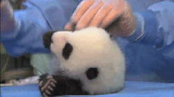 babyanimalgifs:  beautiful blog full of baby animals!