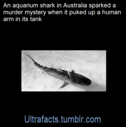ultrafacts:   The case began with an innocent tiger shark, which