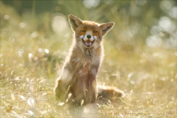Happy Fox is Happy - Summertime by thrumyeye 