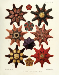 design-is-fine:  William Saville-Kent, A Sea Star Galaxy, 1897.