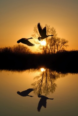 landscape-pics:  Sunset birds zespół kalisz pomorski.