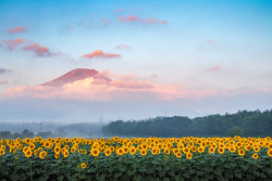 expressions-of-nature:  Mount Fuji, Japan by Shinichiro Saka