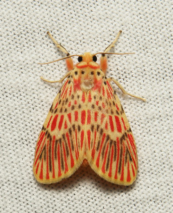  Footman Moth (Barsine orientalis, Lithosiini, Arctiinae) by