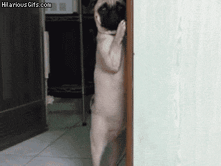 screwgravityy:  xdmelody:  Today’s obsession is Pug gifs. 