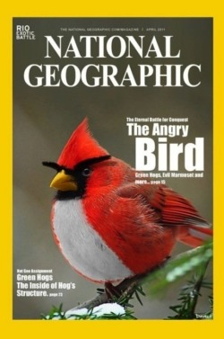 failsnet:  Tumblr Fails.net - The Angry Bird