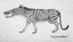 vodkavodkabear:  This is an extinct doglike creature. Also it’s