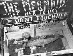 Fiji mermaid