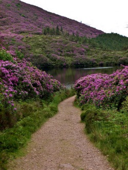 photo-raven:  Bay Lough, Co. Tipperary, Ireland 