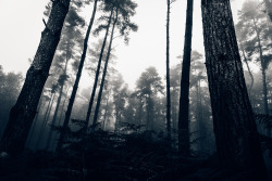 freddie-photography:  Forests and Fog - Oxfordshire & Cumbria9
