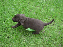 babyanimalposts:  feeling sad? you need this blog on your dash!