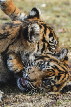 livingpursuit:  Playing Sumatran Tiger Cubs by Jasper Gielen