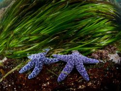 c-ocoon:  Sea Stars, British Columbia Photograph by Thomas P.
