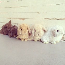 bunniesarethebest:  I don’t know how people manage to take